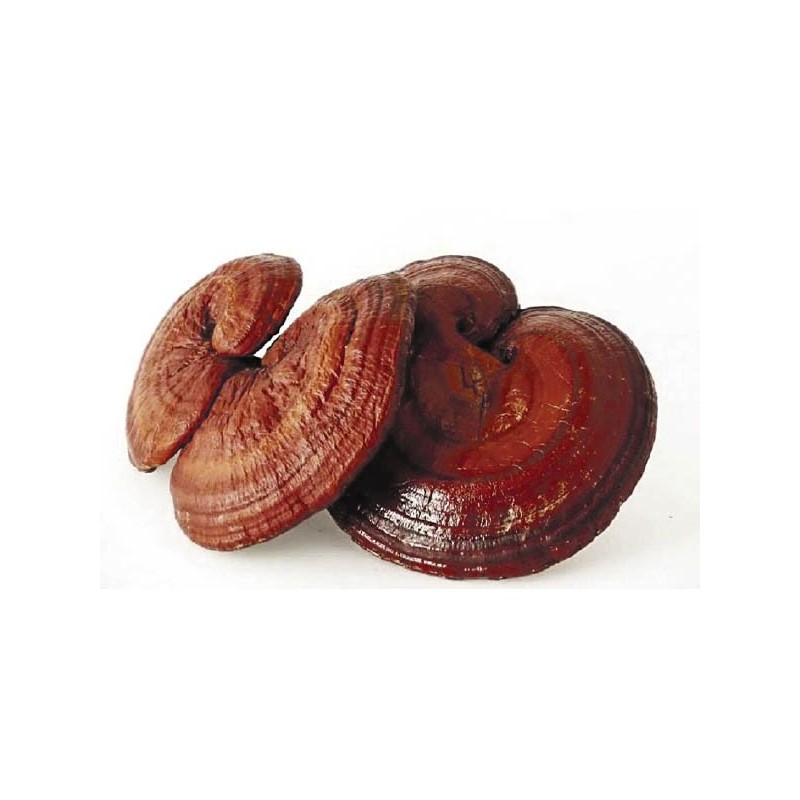 Reishi hongo en polvo