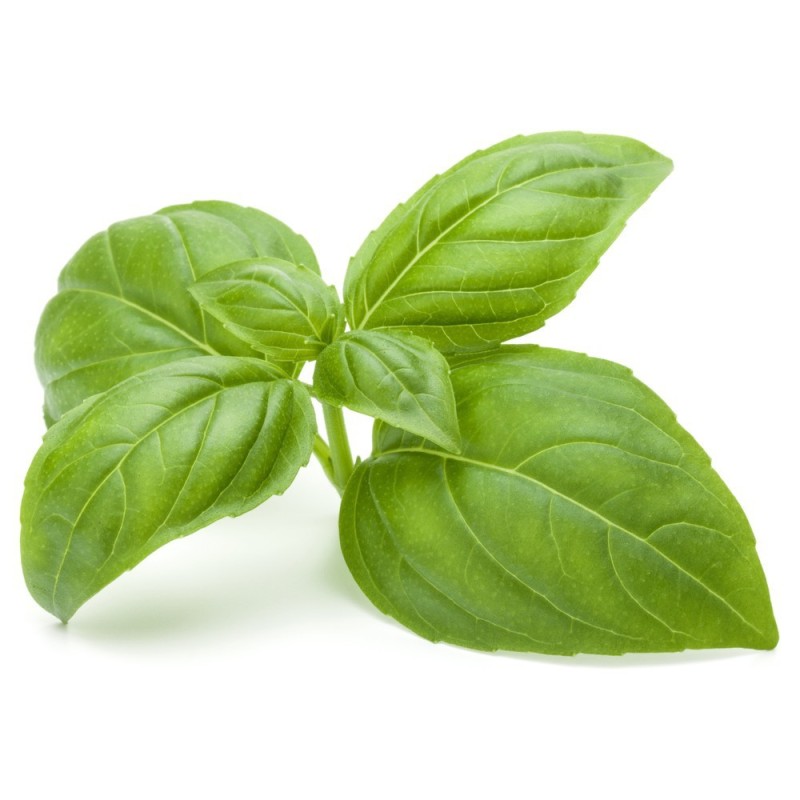 Aceite Esencial de Albahaca Orgánico