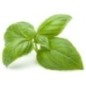 Aceite Esencial de Albahaca Orgánico