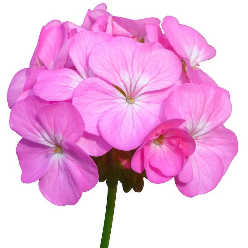 Aceite Esencial de Geranio Orgánico