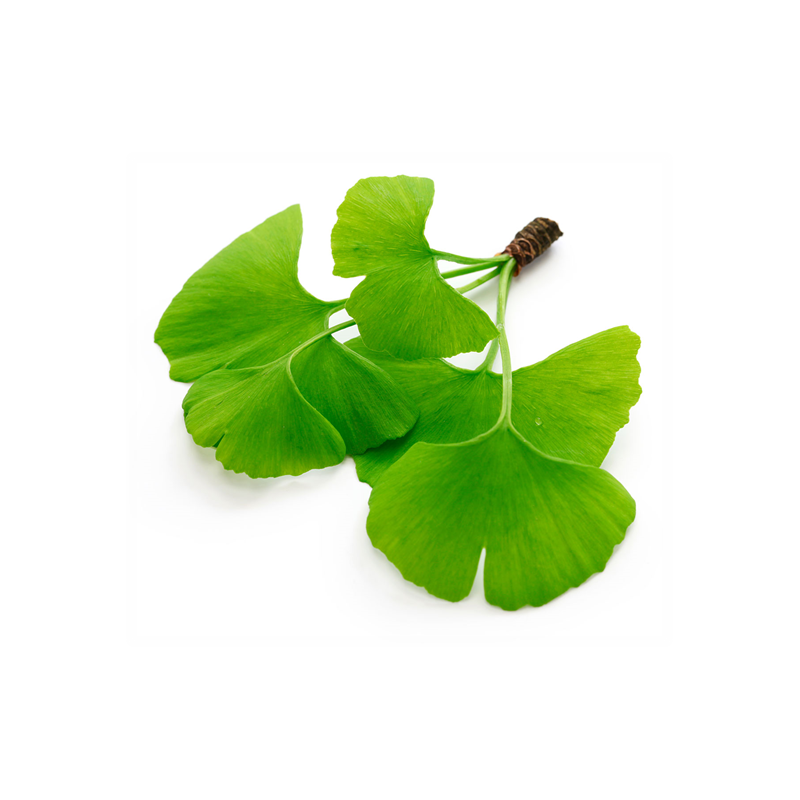 Ginkgo Biloba