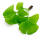 Ginkgo Biloba